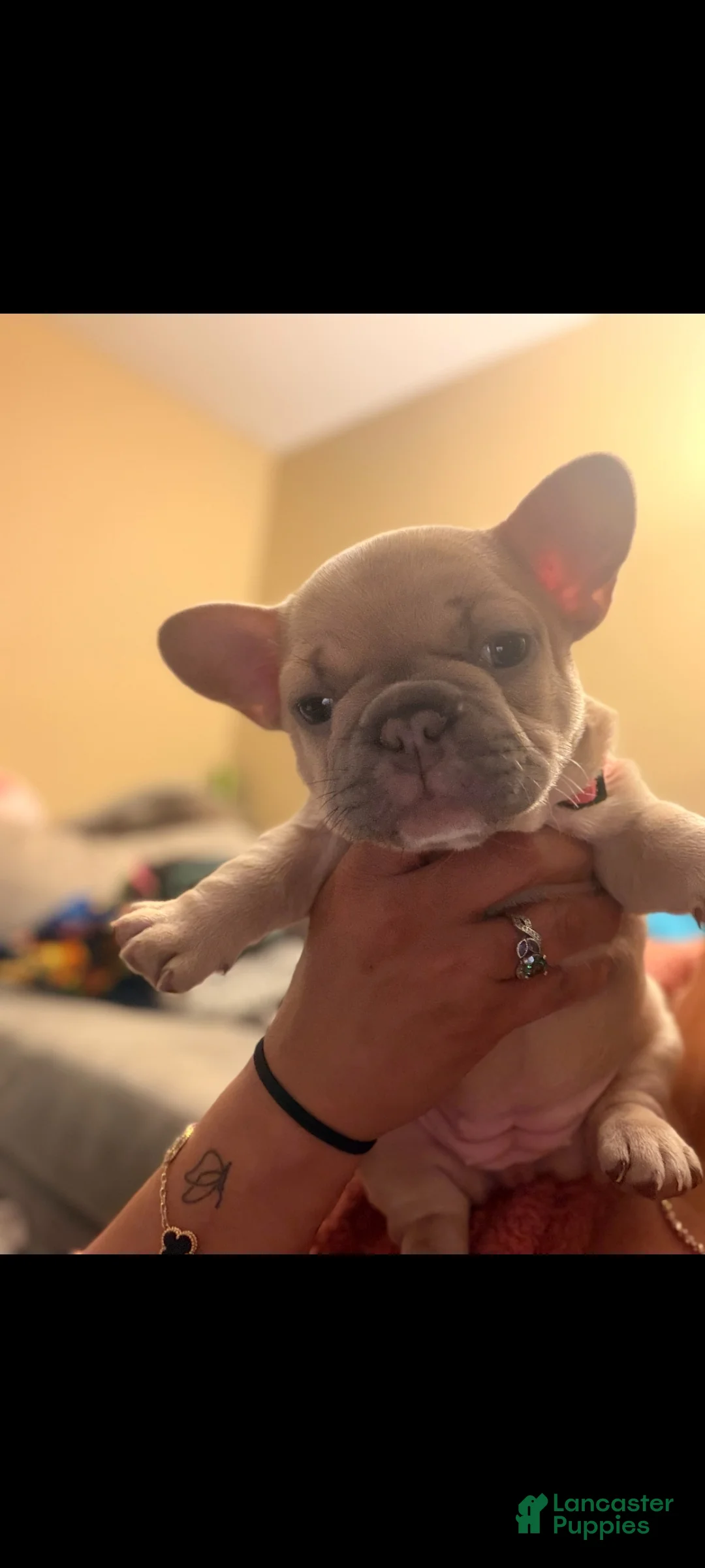 French Bulldog dogs for sale: Stormy - Ad 18