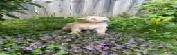 Goldendoodle dogs for sale: Goldendoodle 3 - Ad 4