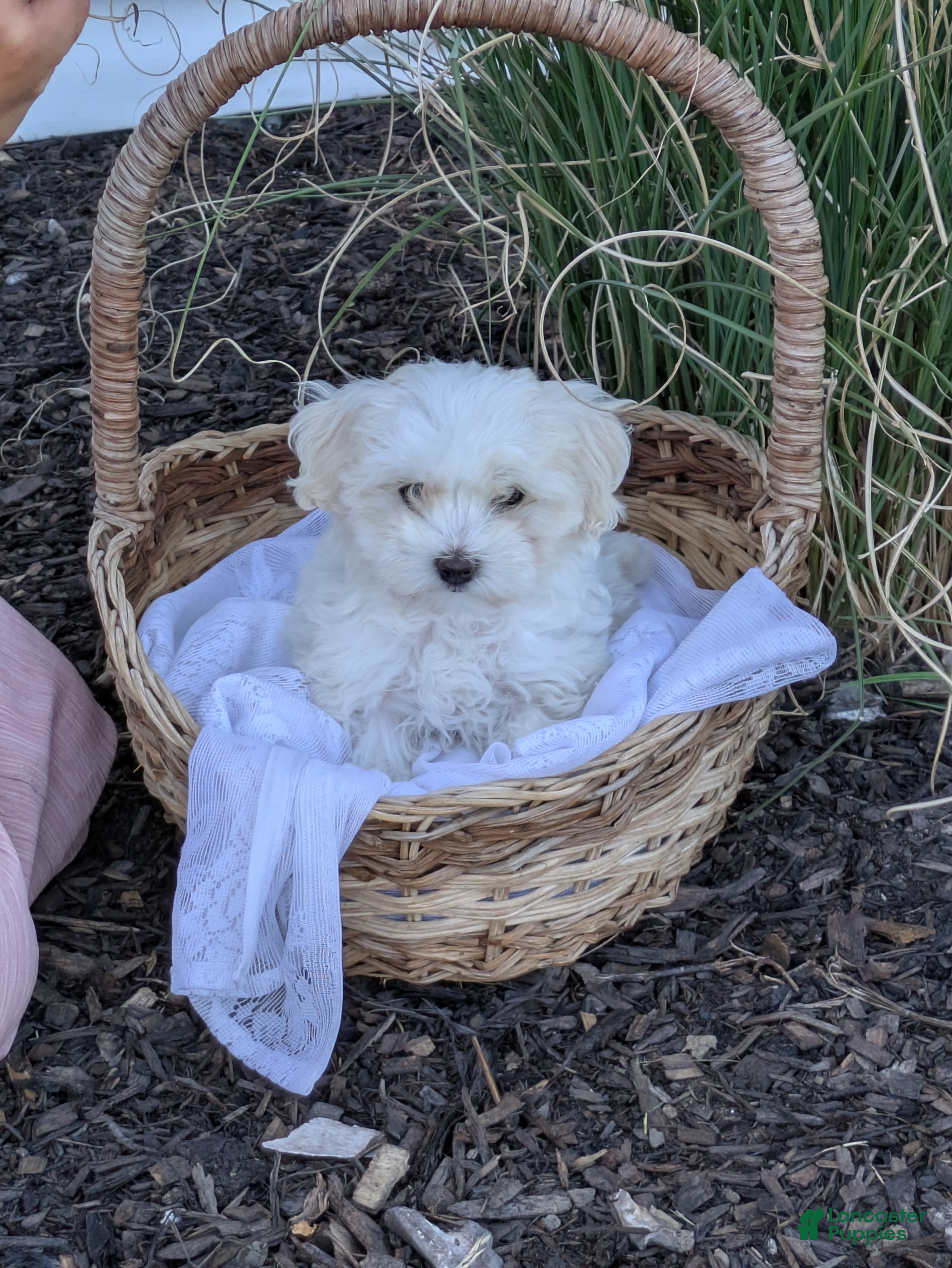 Mixed Breed dogs Snowball  - Ad 11