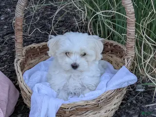 Mixed Breed dogs Snowball - Ad 11
