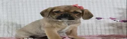 Puggle dogs for sale: Gretchen - Ad 1
