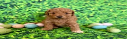 Mini Goldendoodle dogs for sale: Peach Collar  - Ad 1