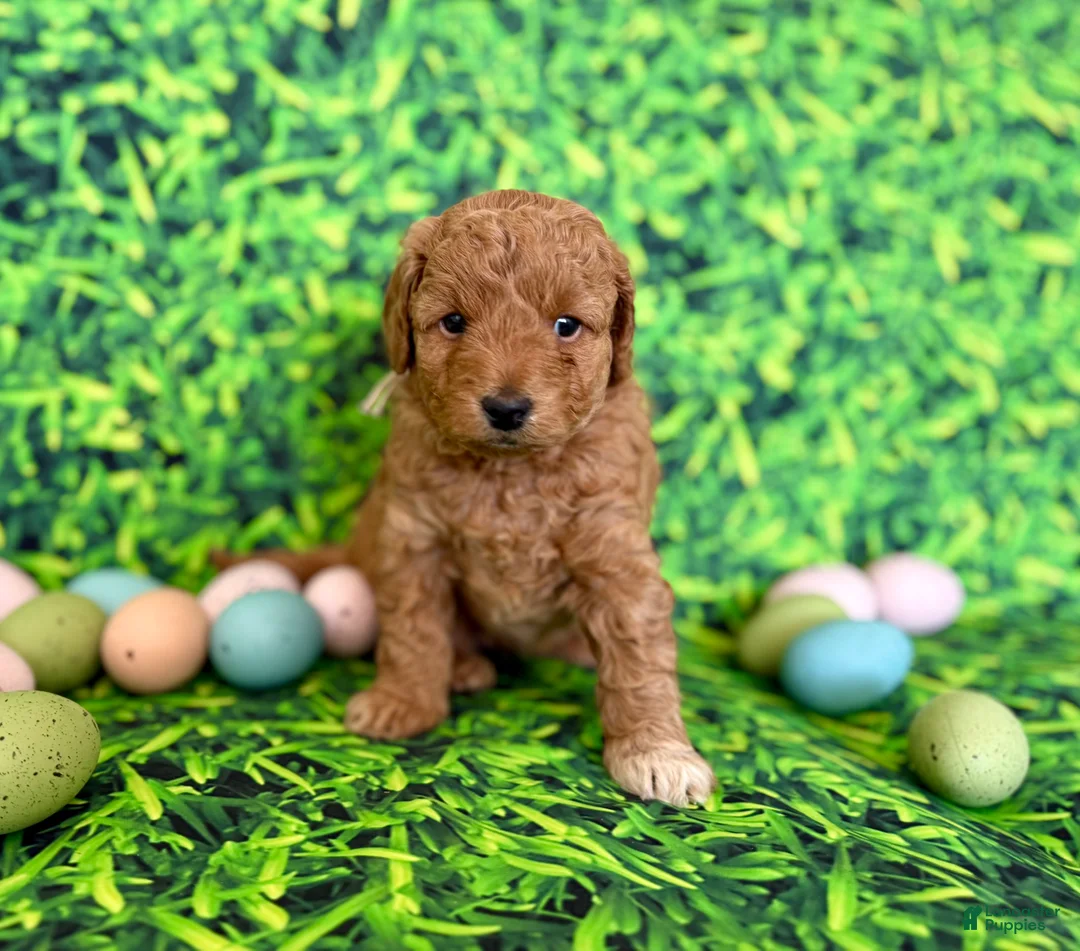 Mini Goldendoodle dogs for sale: Peach Collar  - Ad 1