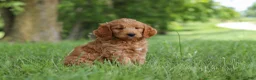 Mini Goldendoodle dogs for sale: Buddy - Ad 6