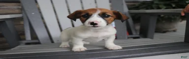 Rosie