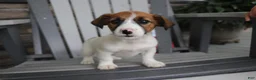 Jack Russell Terrier dogs for sale: Rosie - Ad 1