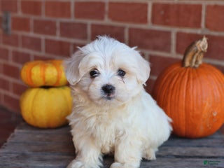 Maltese dogs - Ad 31