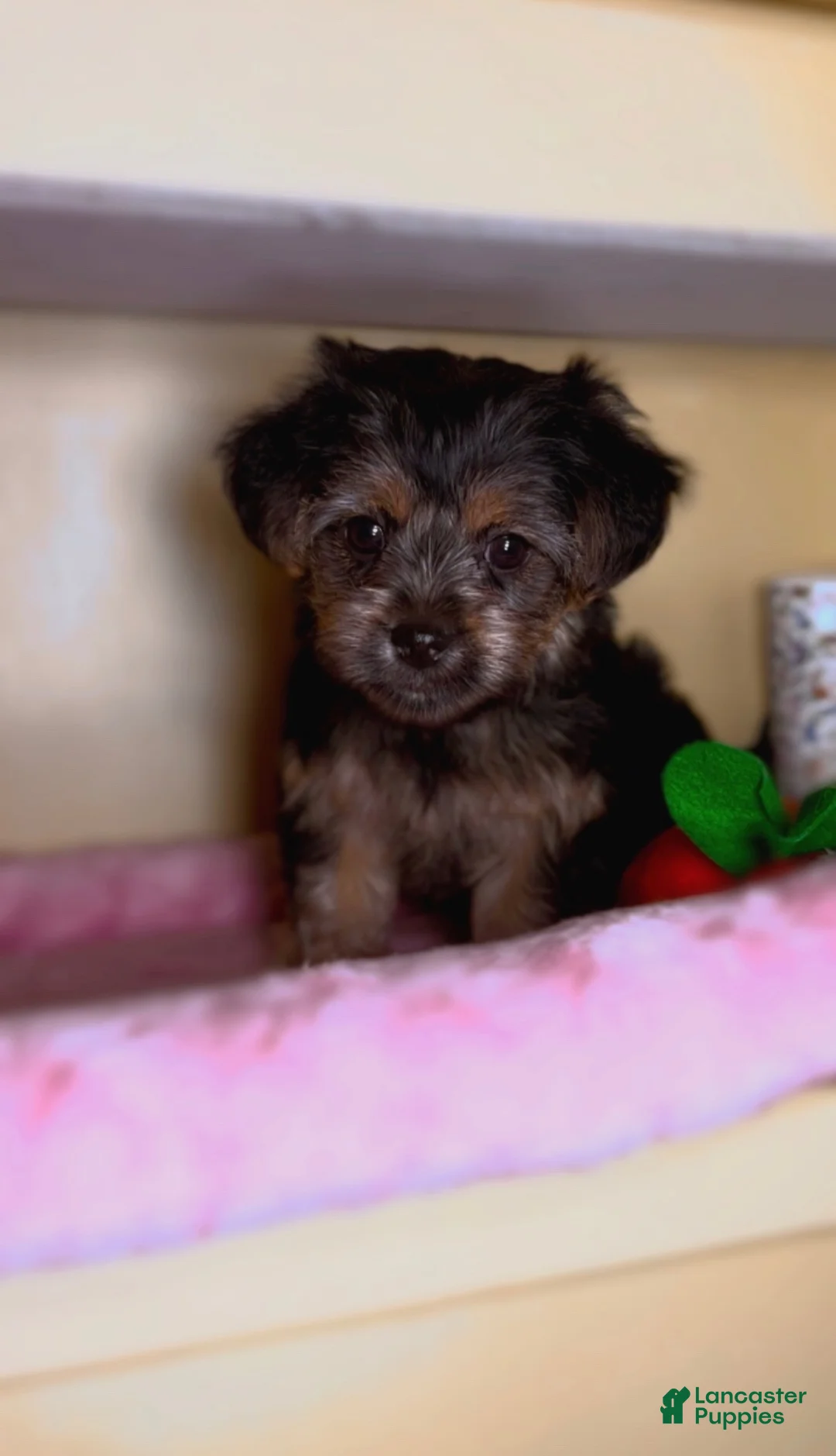 Shorkie dogs for sale: Shorkie Girl - Ad 1