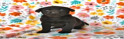Labrador Retriever dogs for sale: Cocoa - Ad 2