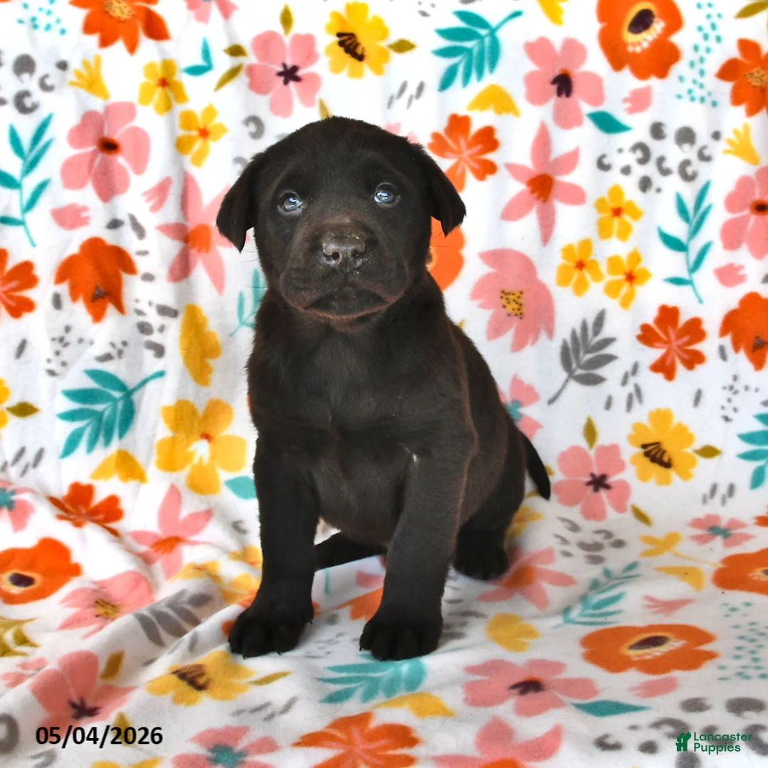 Labrador Retriever dogs for sale: Cocoa - Ad 2