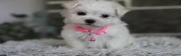 Maltipoo dogs for sale: Angel - Ad 4