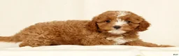 Cavapoo dogs for sale: Hazel - Ad 3