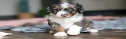 Mini Bernedoodle dogs for sale: Dylan - Ad 5
