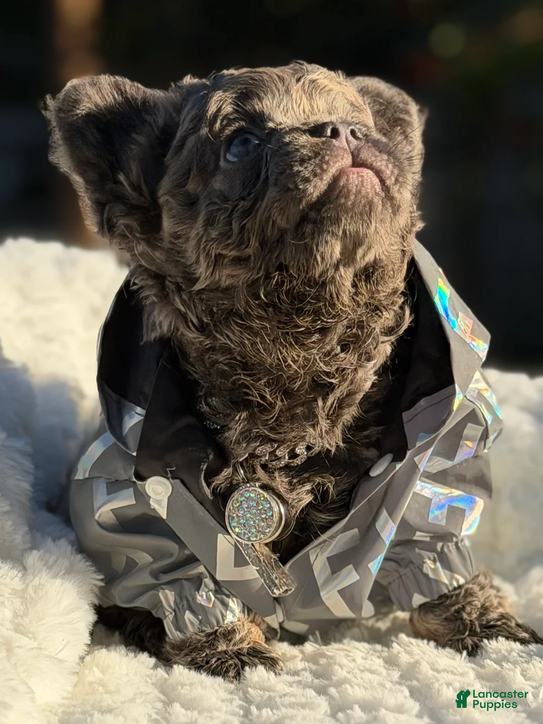 French Bulldog dogs for sale: Mr. Bullion - Ad 5