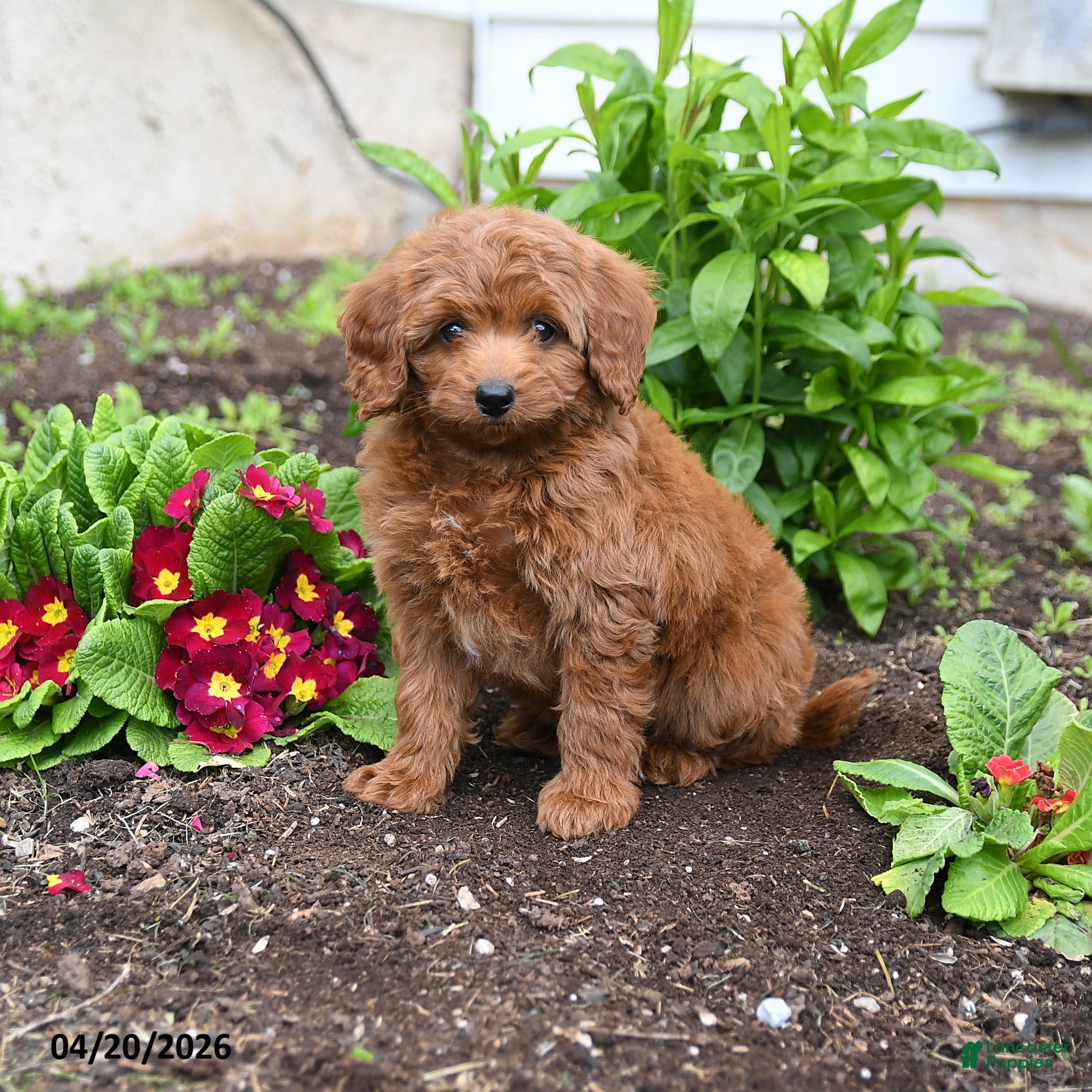 Mini Goldendoodle dogs Davy - Ad 2