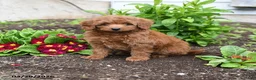 Mini Goldendoodle dogs for sale: Davy - Ad 2