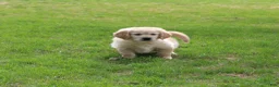 Golden Retriever dogs for sale: Bobby the TRAINED Golden Retriever Puppy  - Ad 6