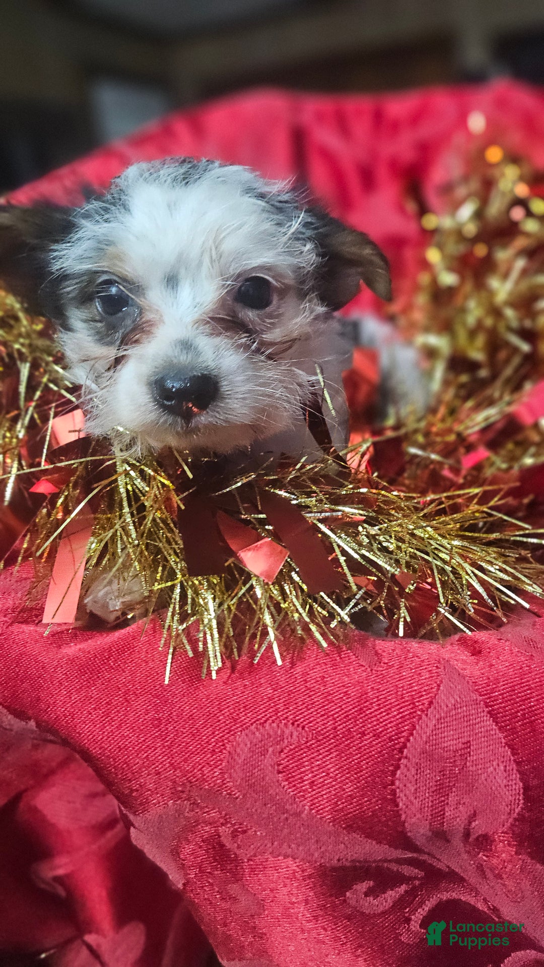 Yorkshire Terrier dogs for sale: ELFIE  - Ad 2