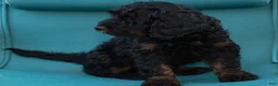 Goldendoodle dogs for sale: Dusty - Ad 3