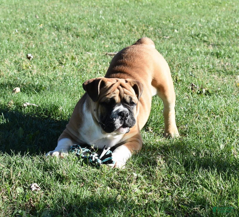 Mixed Breed dogs Mack  - Ad 20