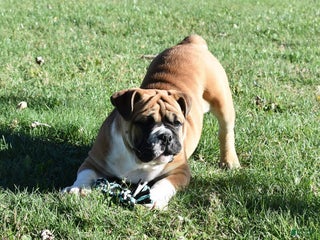 Mixed Breed dogs Mack - Ad 34