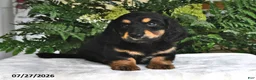 Miniature Dachshund dogs for sale: Smokey - Ad 2