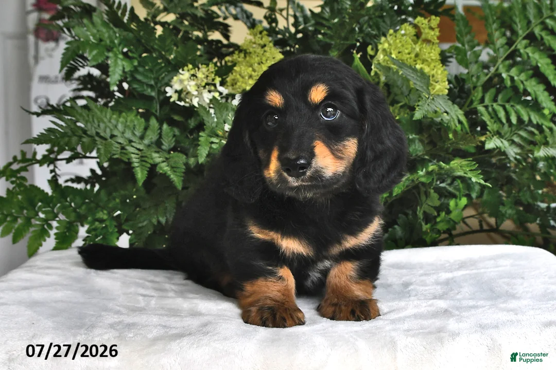 Miniature Dachshund dogs for sale: Smokey - Ad 2