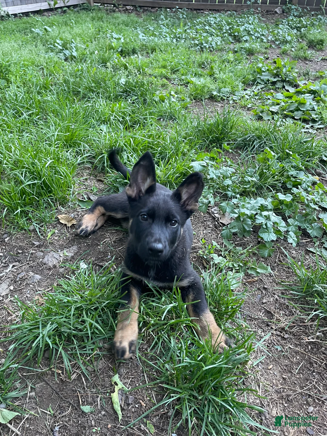 German Shepherd dogs for sale: Collar Red - Ad 15