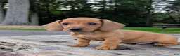 Dachshund dogs for sale: Milo - Ad 3