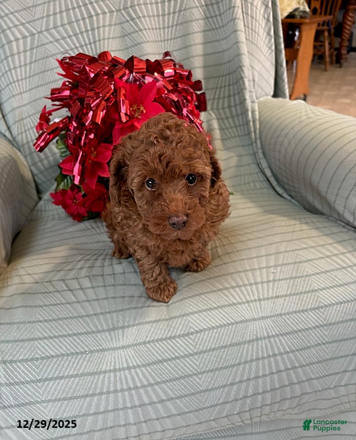 Miniature Poodle dogs Ace - Ad 5