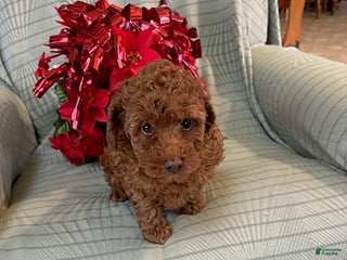 Miniature Poodle dogs Ace - Ad 6