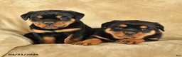 Rottweiler dogs for sale: Ursula - Ad 5