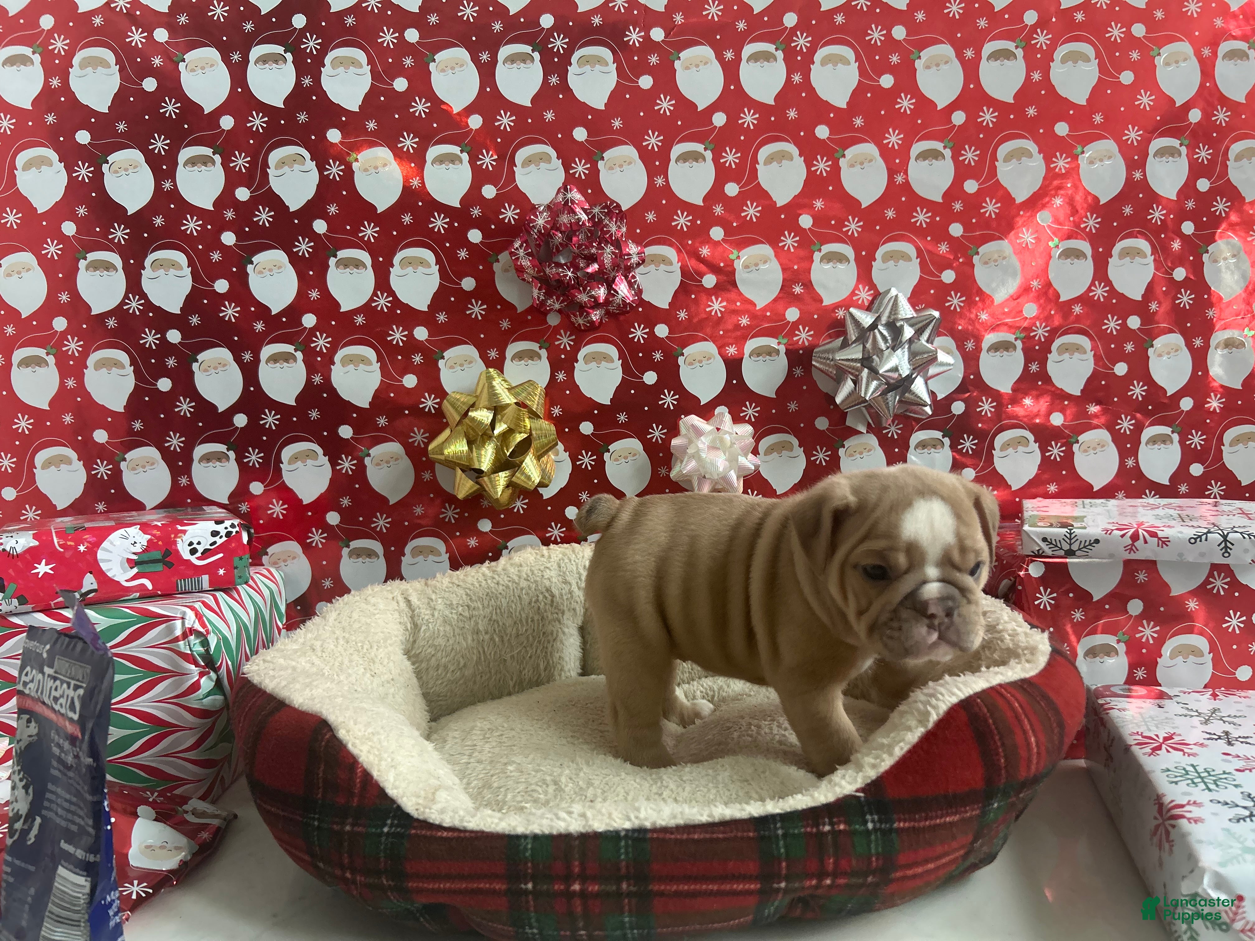 English Bulldog dogs Willow - Ad 32