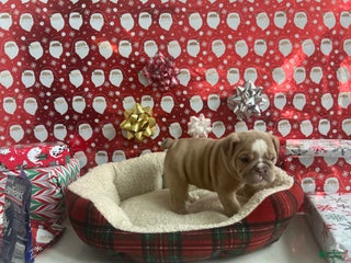 English Bulldog dogs Willow - Ad 32
