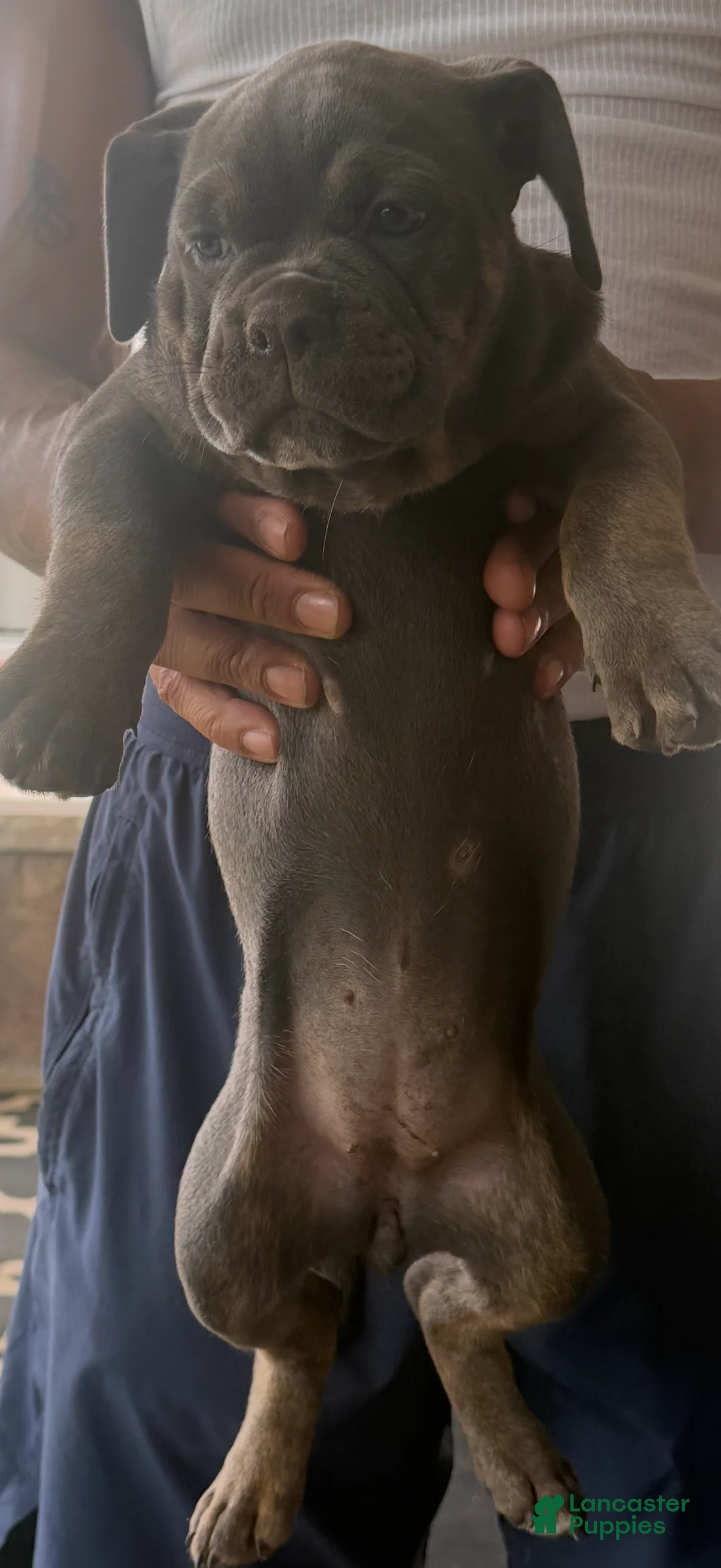 Olde English Bulldogge dogs for sale: Cardi - Ad 1