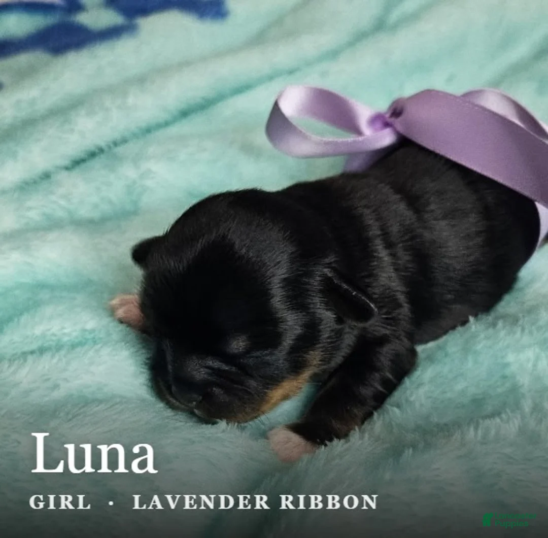 Shih Tzu dogs for sale: Luna - Ad 2
