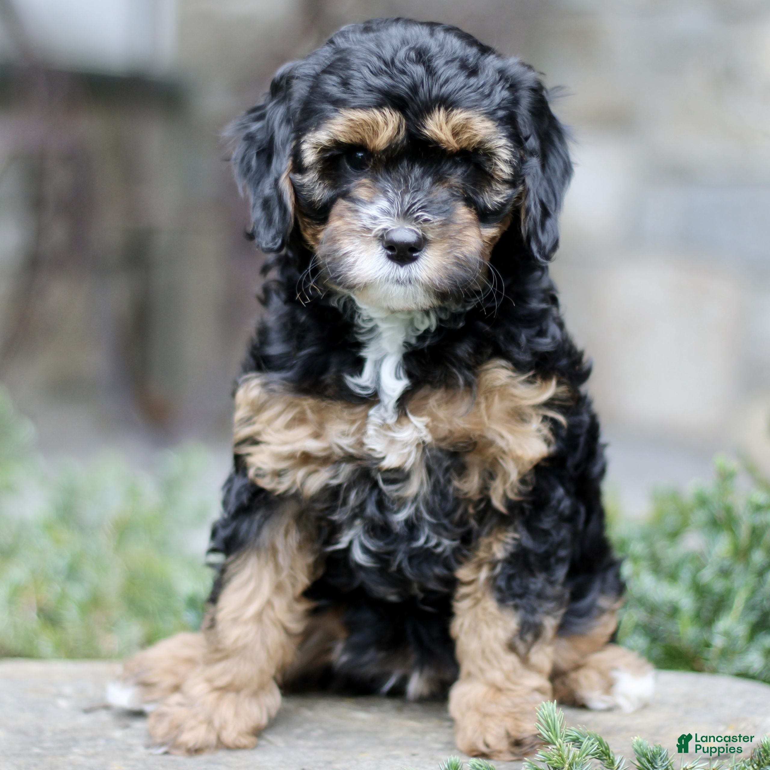 Cavapoo dogs Honey  - Ad 1