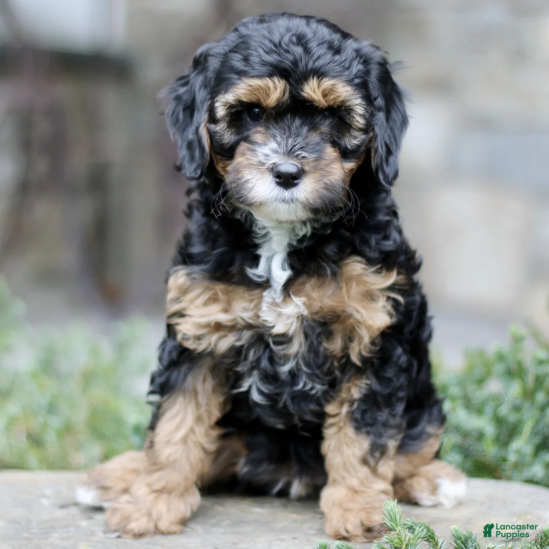 Cavapoo dogs for sale: Honey  - Ad 1
