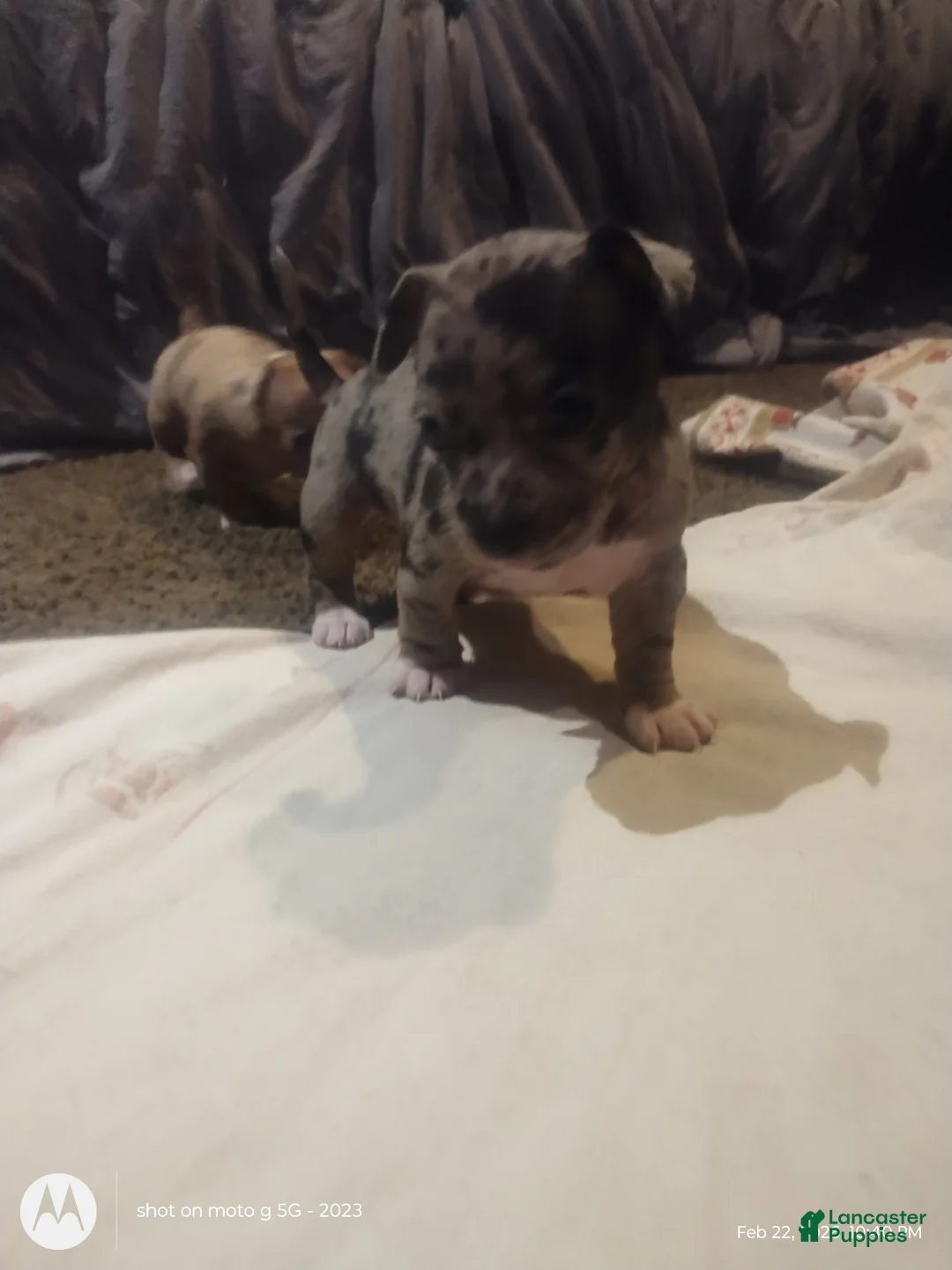 Chiweenie dogs for sale: Chiweenie Puppy 1 - Ad 2