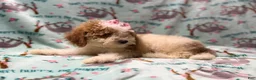 Miniature Poodle dogs for sale: Taffy - Ad 6
