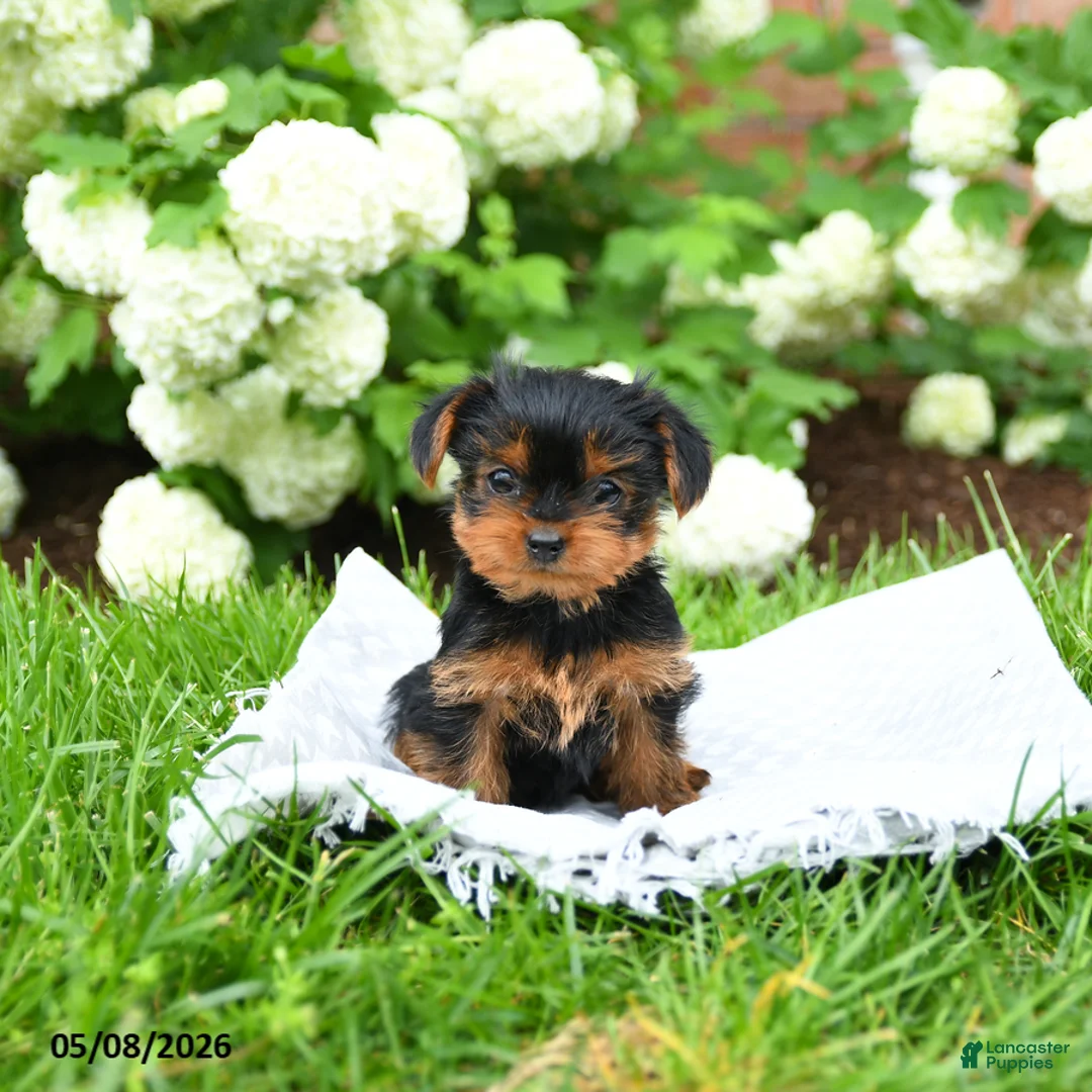 Yorkshire Terrier dogs for sale: Daisy - Ad 1