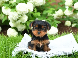 Yorkshire Terrier dogs for sale: Daisy - Ad 3