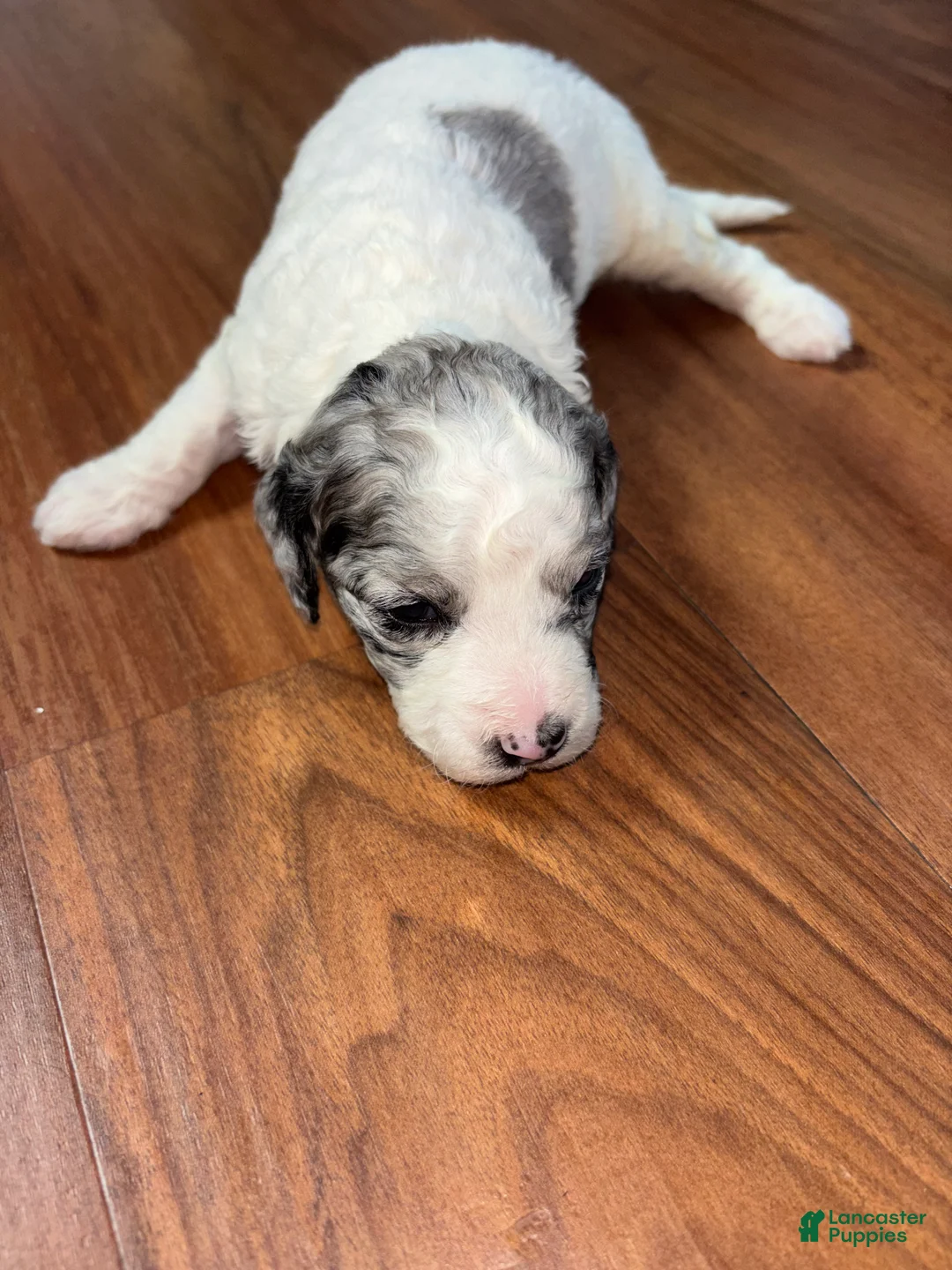 Mini Goldendoodle dogs for sale: Mini Goldendoodle Puppy 6 - Ad 2