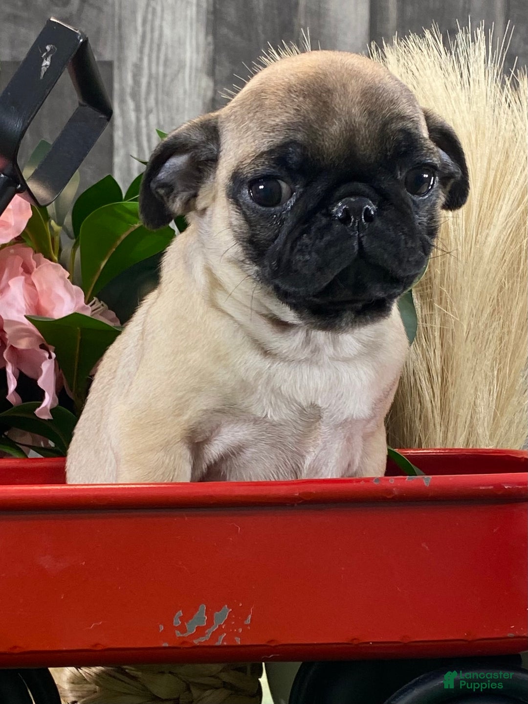 Pug dogs for sale: Princess  - Ad 3