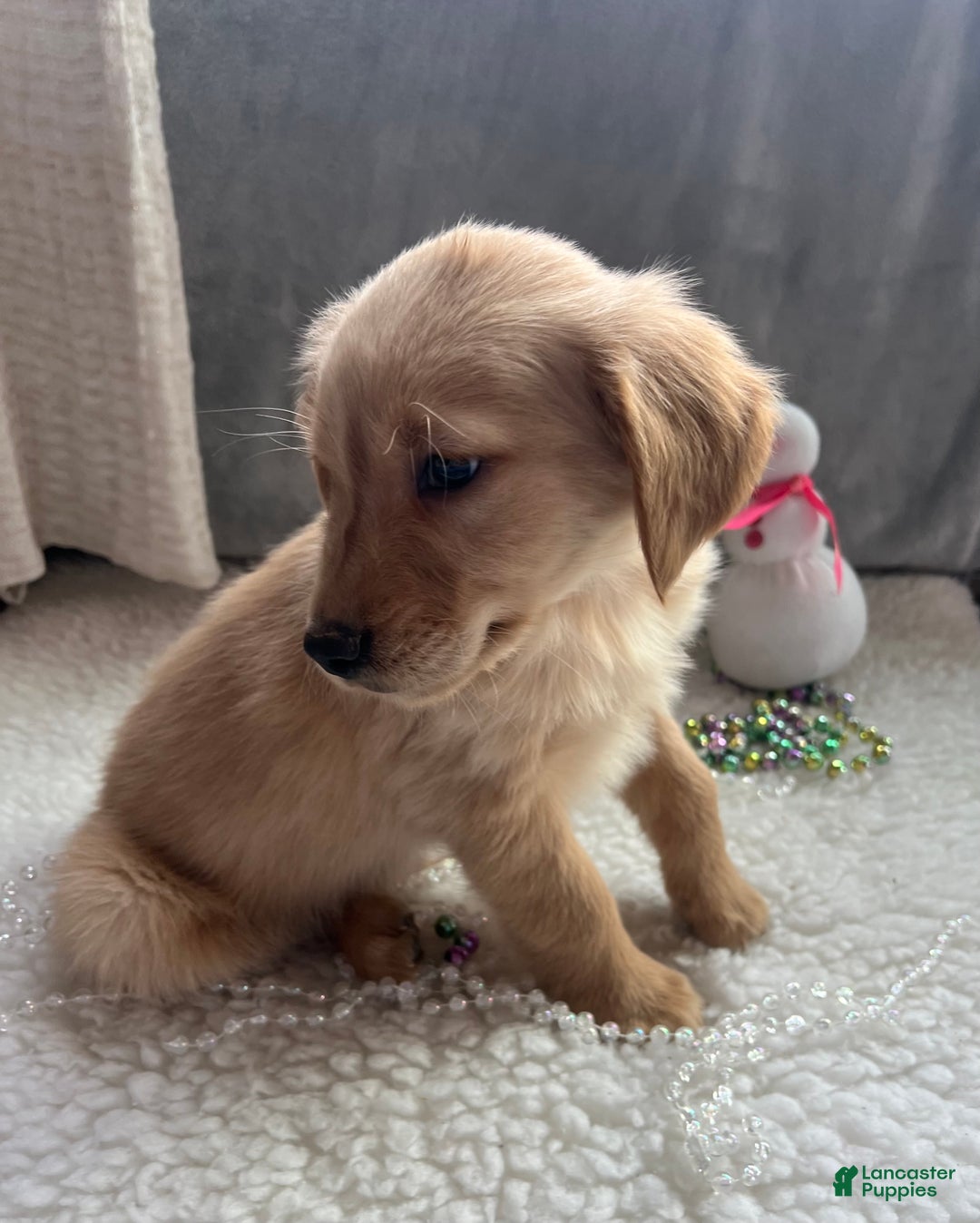 Golden Retriever dogs for sale: Remi - Ad 7