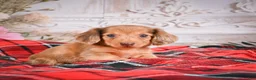 Miniature Dachshund dogs for sale: AKC-Edgar - Ad 9