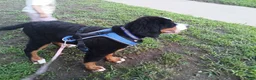 Bernese Mountain Dog dogs for sale: Bernese Mountain Dog 1 - Ad 6