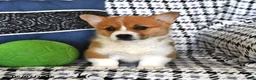 Welsh Corgi Pembroke dogs for sale: Bella   - Ad 3