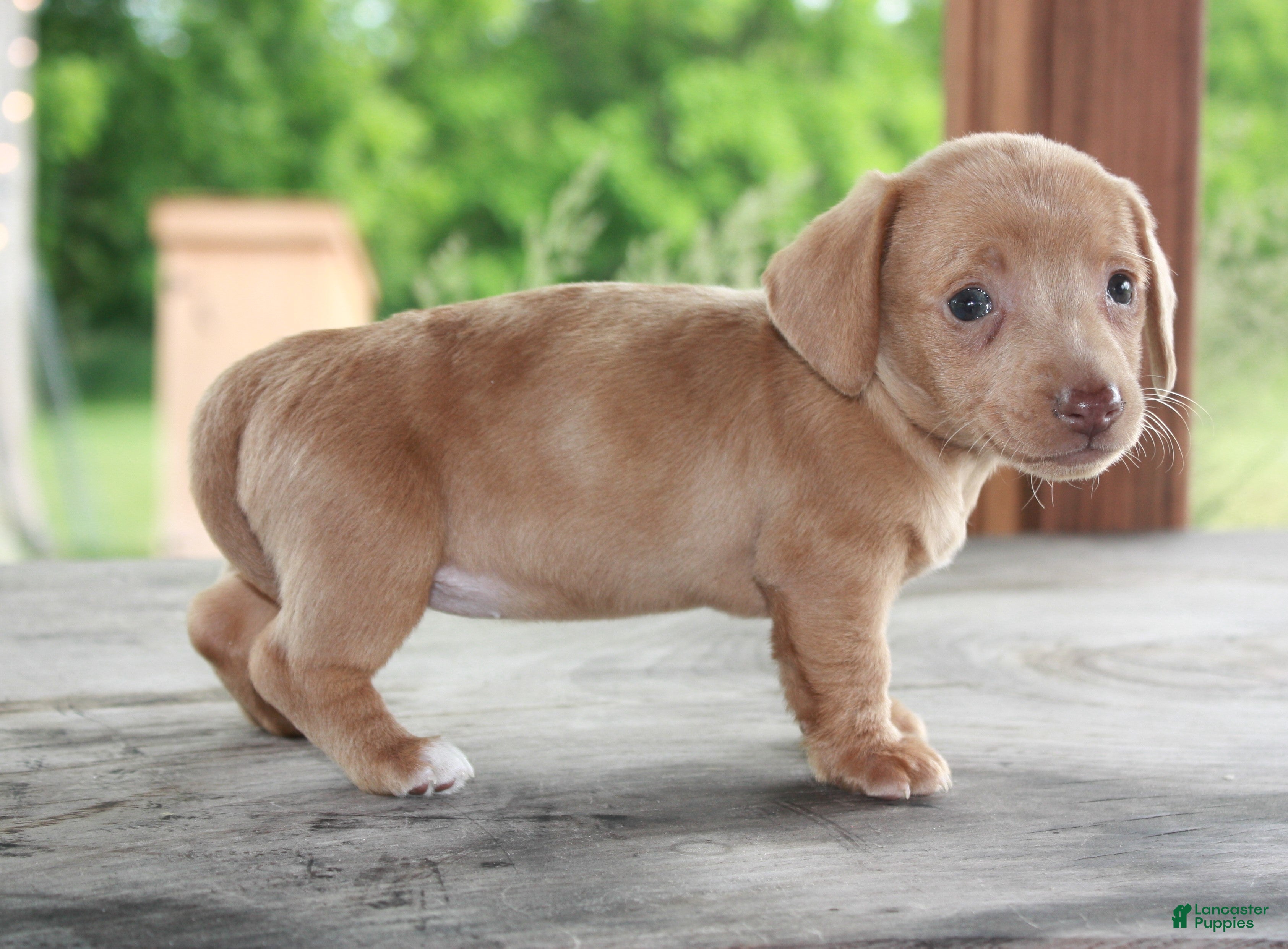 Miniature Dachshund dogs Willow - Ad 2