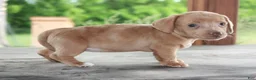 Miniature Dachshund dogs for sale: Willow - Ad 2